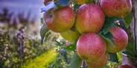 apples-490475_1920
