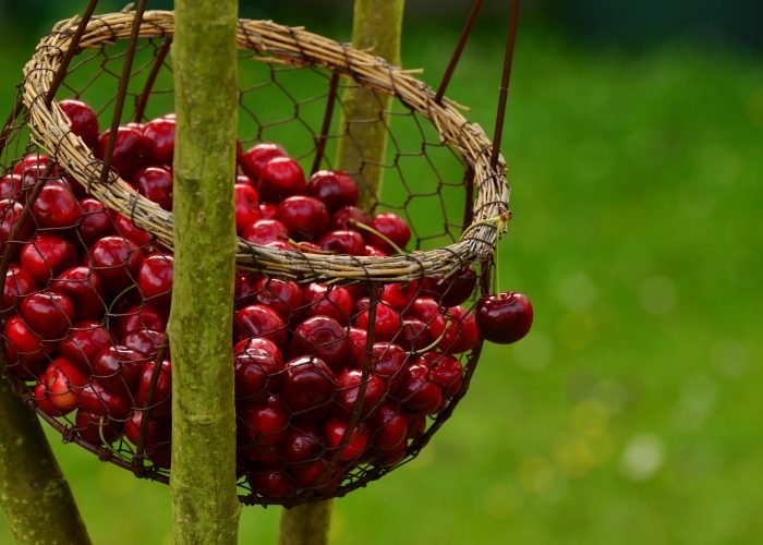 cherries-1503974_1920