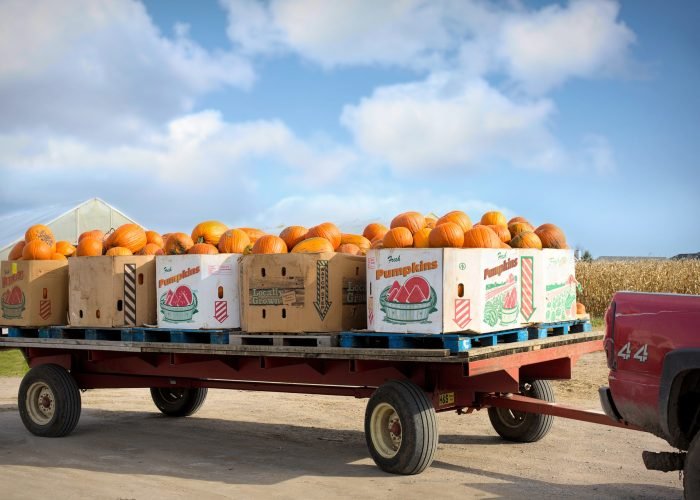 pumpkins-8353576_1920